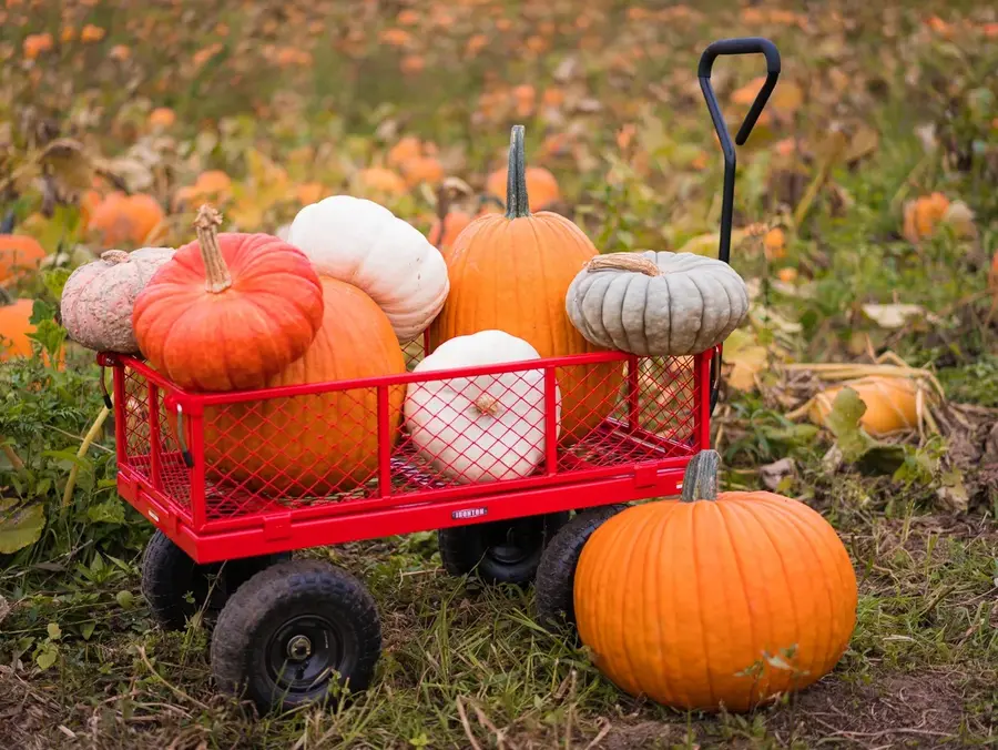 Wie wählt man einen Kürbis für Halloween aus?