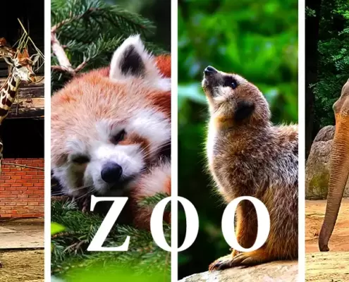 Krakau Zoo