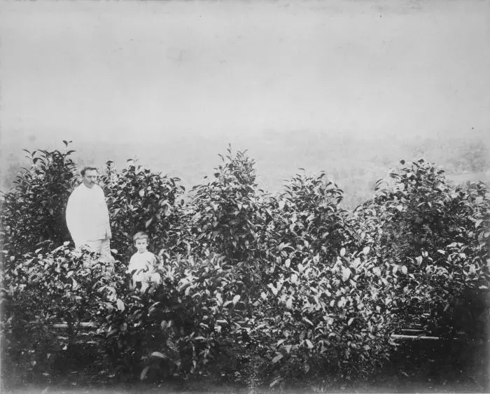 Foto. Eine Kaffeeplantage in Niederländisch-Ostindien um 1870-1900