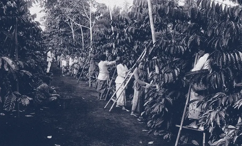 Foto. Frauen bei der Arbeit auf einer Kaffeeplantage, wahrscheinlich auf der Insel Java, um 1915. Digitale Sammlung der Universität Leiden.